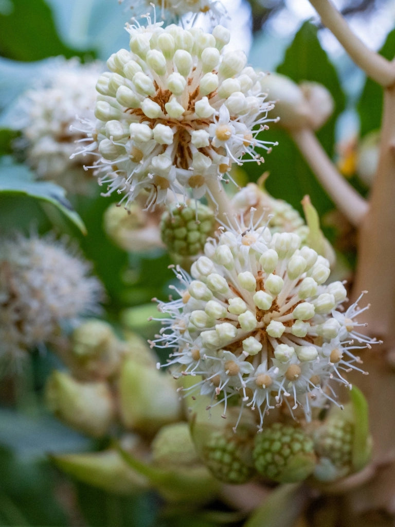 ARALIA SIEBOLDI (ARALIA DEL GIAPPONE) VASO 18