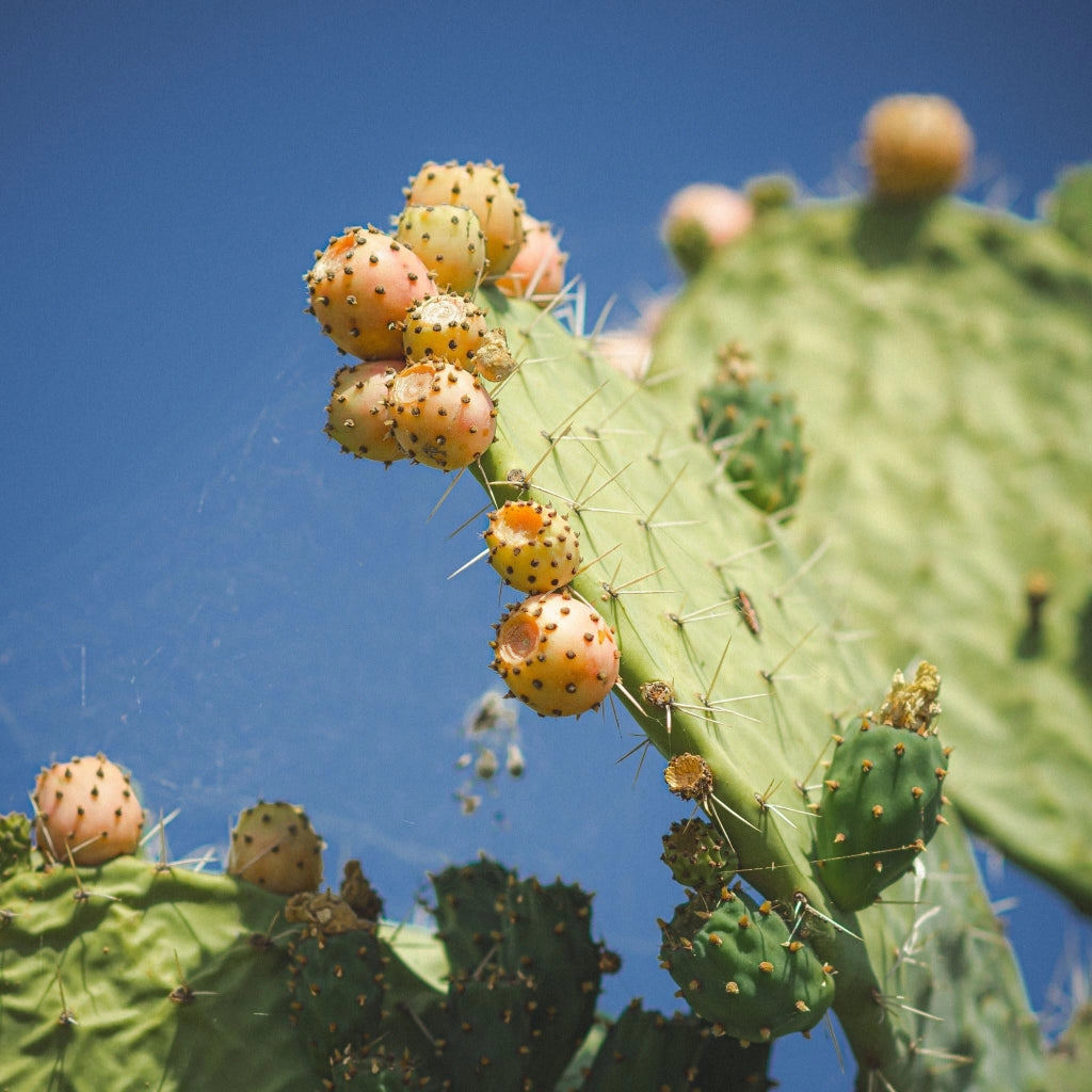 OPUNTIA INDICA (FICO D'INDIA) SENZA SPINE VASO 24