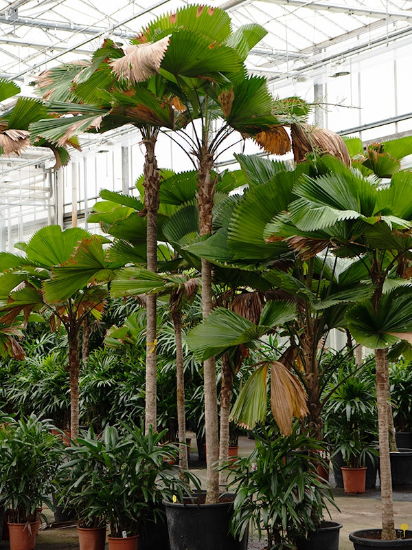 Licuala grandis h 120 cm in vaso 45 cm palma tropicale ornamentale