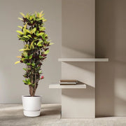 Croton Iceton - 190 cm - diametro 45 cm