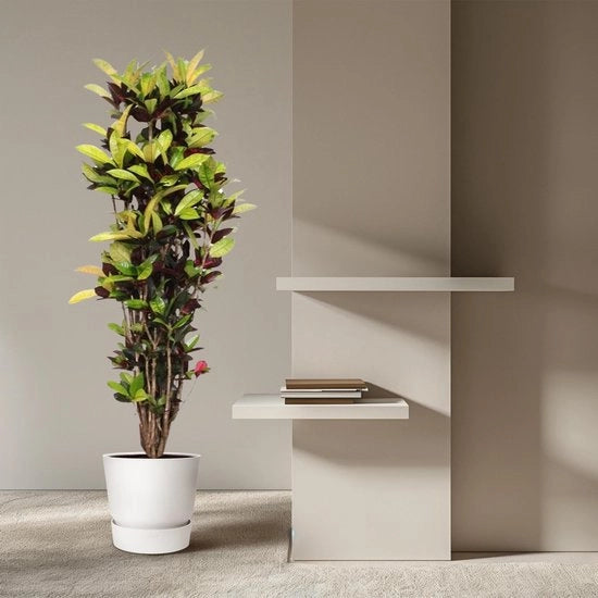Croton Iceton - 190 cm - diametro 45 cm