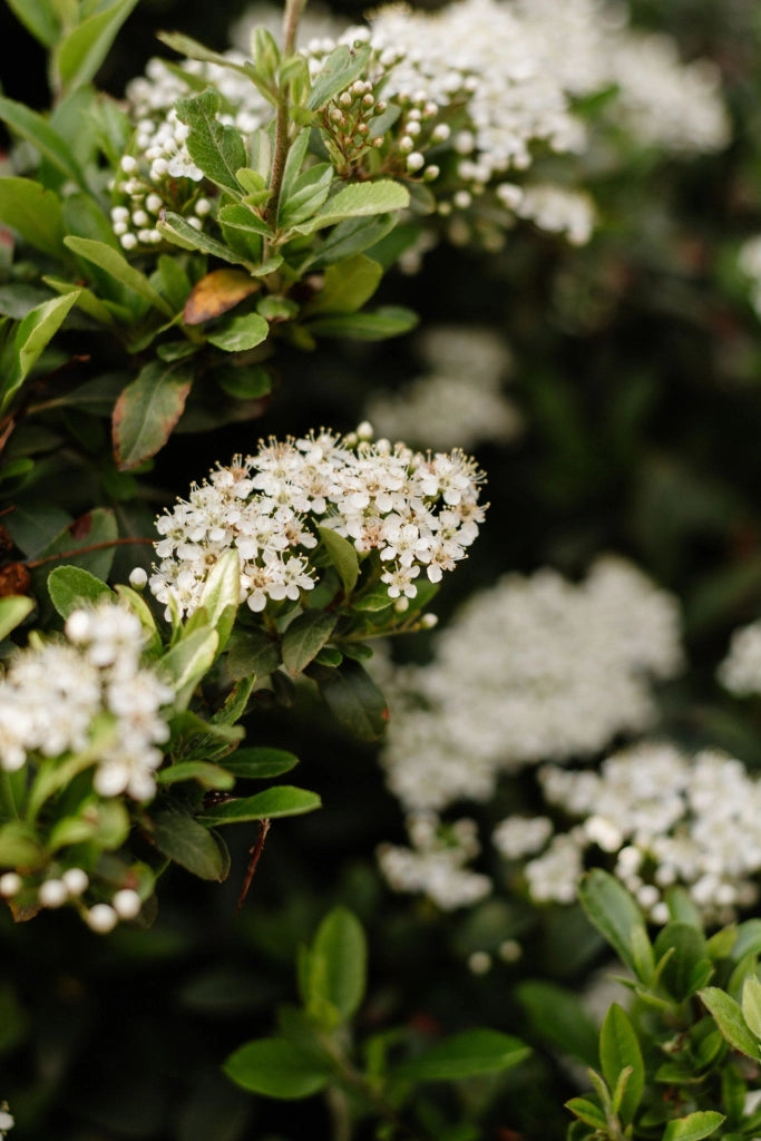 CRATAEGUS PYRACANTHA RED BERRIES (AGAZZINO) VASO 18