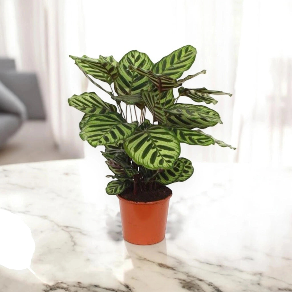 Gardenaria Calathea makoyana - Pianta da interno ornamentale Altezza: 65 cm (vaso 17)