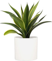 Piantina Moderna per Interno ed Esterno - Design Eterno con Fermo Acqua 30cm