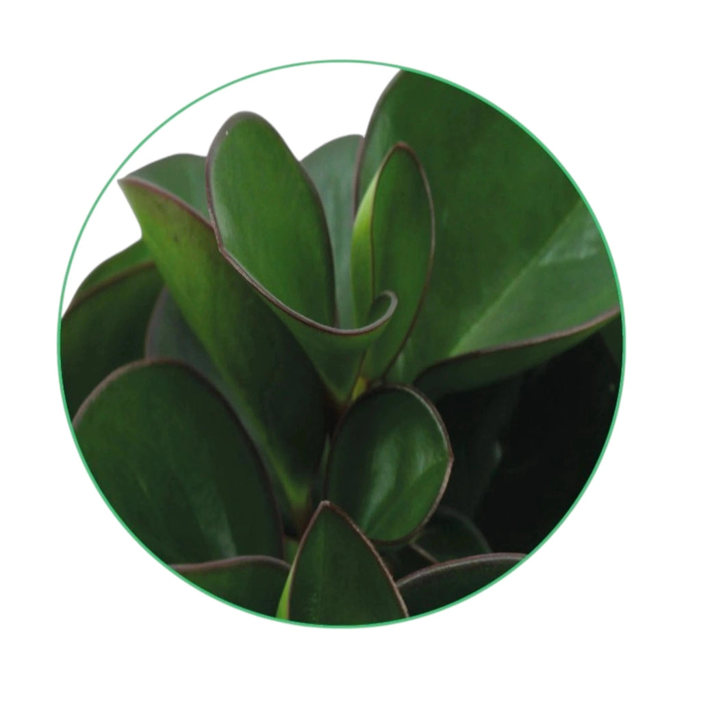 Gardenaria Peperomia obtusifolia 'Burning bush' - Pianta da interno ornamentale Altezza: 25 cm (vaso 15)
