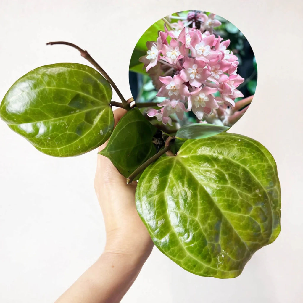 Hoya Overing Sarawak Cream Pianta Tropicale da Collezione Vaso 10,5