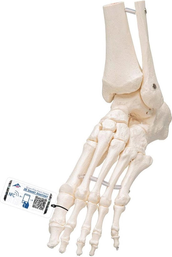 Modello del Piede e dell'Articolazione Singola con Software Anatomico Gratuito