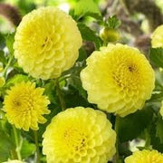 Bulbi di Dalia Deepest Yellow / Golden Sceptre Gialla