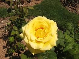 Rosa ‘Golden Perfumella’ – Rosa gialla profumata a fiore grande