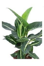 DIEFFENBACHIA GREEN MAGIC H 65cm PIANTA DA INTERNO