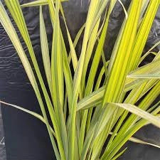 Phormium Apricot Queen – Pianta Ornamentale Sempreverde in Vaso 24 Elegante