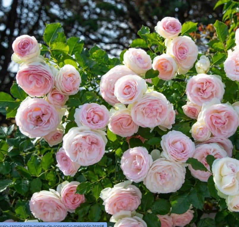 Rosa PIERRE DE RONSARD ® Meiviolin