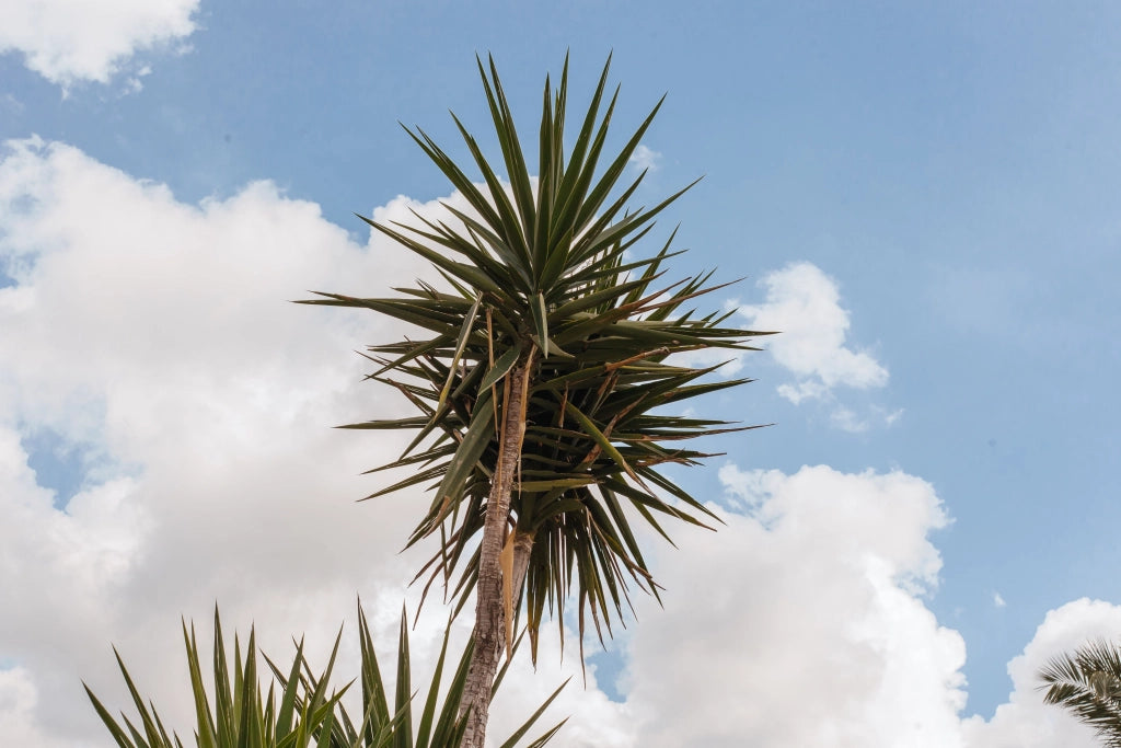 YUCCA FILAMENTOSA COLOR GUARD VASO 24
