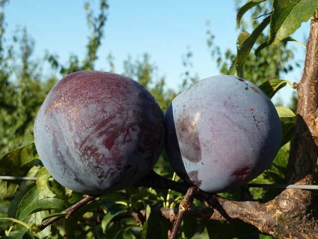 Pianta di Susino Friar vaso 24cm foto reali