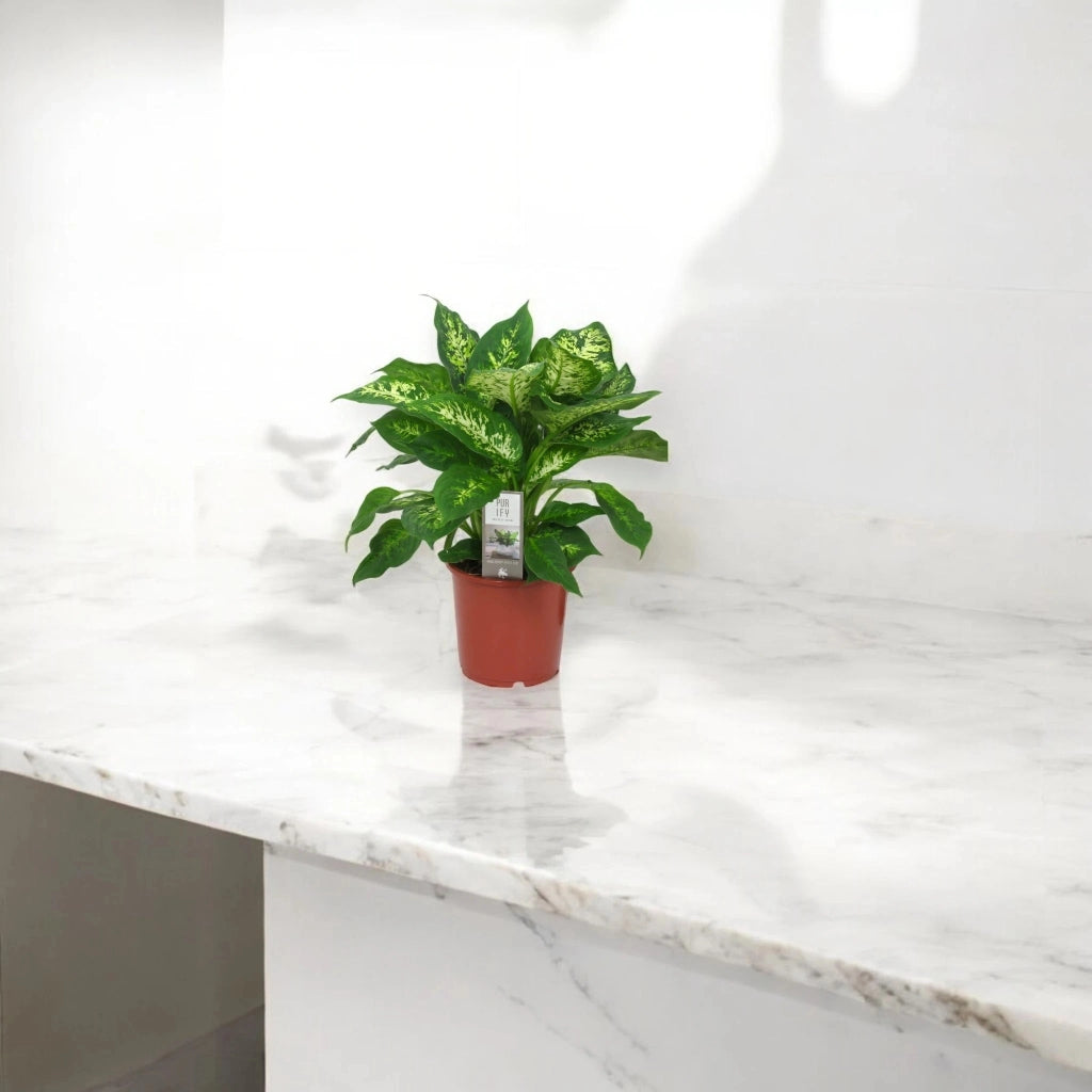 Gardenaria Dieffenbachia 'Compacta' - Pianta da interno ornamentale Altezza: 50 cm (vaso 19)