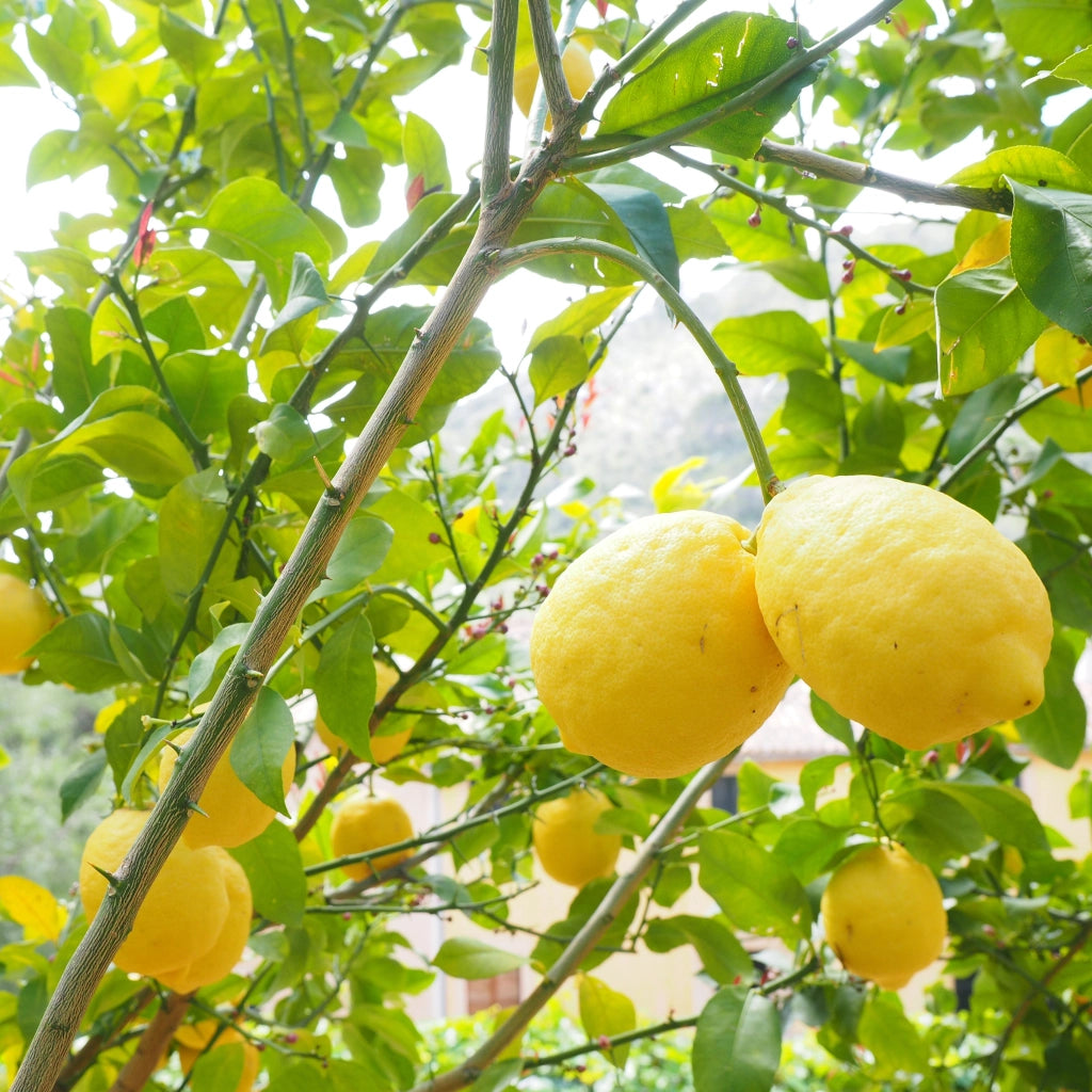 Gardenaria Limone Adamo - Citrus limon 'Adamo' - Pianta di agrume da frutto in vaso Altezza: 40 cm (vaso 15)
