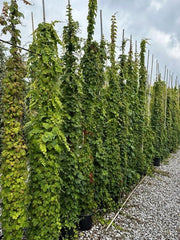 Gardenaria Parthenocissus tricuspidata 'Veitchii' - Pianta rampicante ornamentale da esterno Altezza: 100/125 cm (vaso19)
