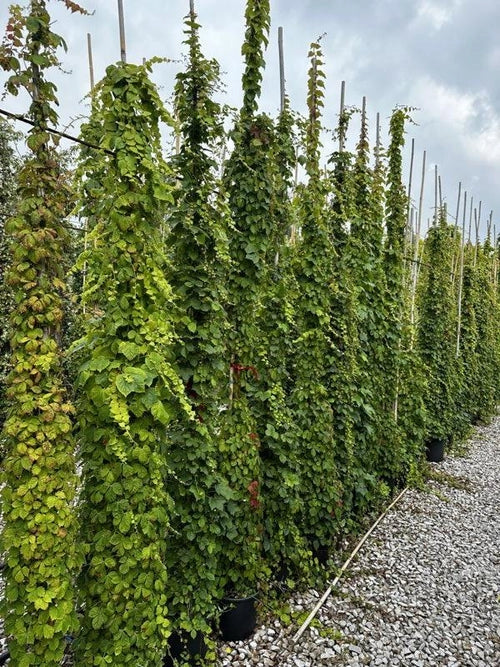 Gardenaria Parthenocissus tricuspidata 'Veitchii' - Pianta rampicante ornamentale da esterno Altezza: 100/125 cm (vaso19)