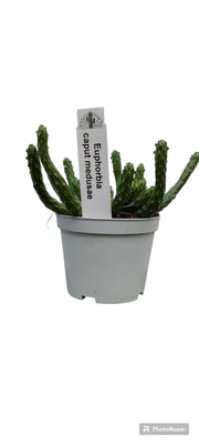 Euphorbia Caput medusae, pianta grassa foto reali