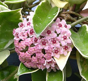 Hoya Carnosa Krimson Queen, fiori di cera pianta grassa foto reali vaso 9cm