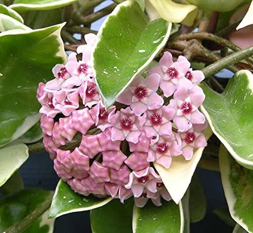 Hoya Carnosa Krimson Queen, fiori di cera pianta grassa foto reali vaso 9cm