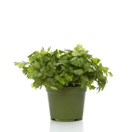 Coriandolo in Vaso 14 cm – Altezza 20 cm, Pianta Aromatica