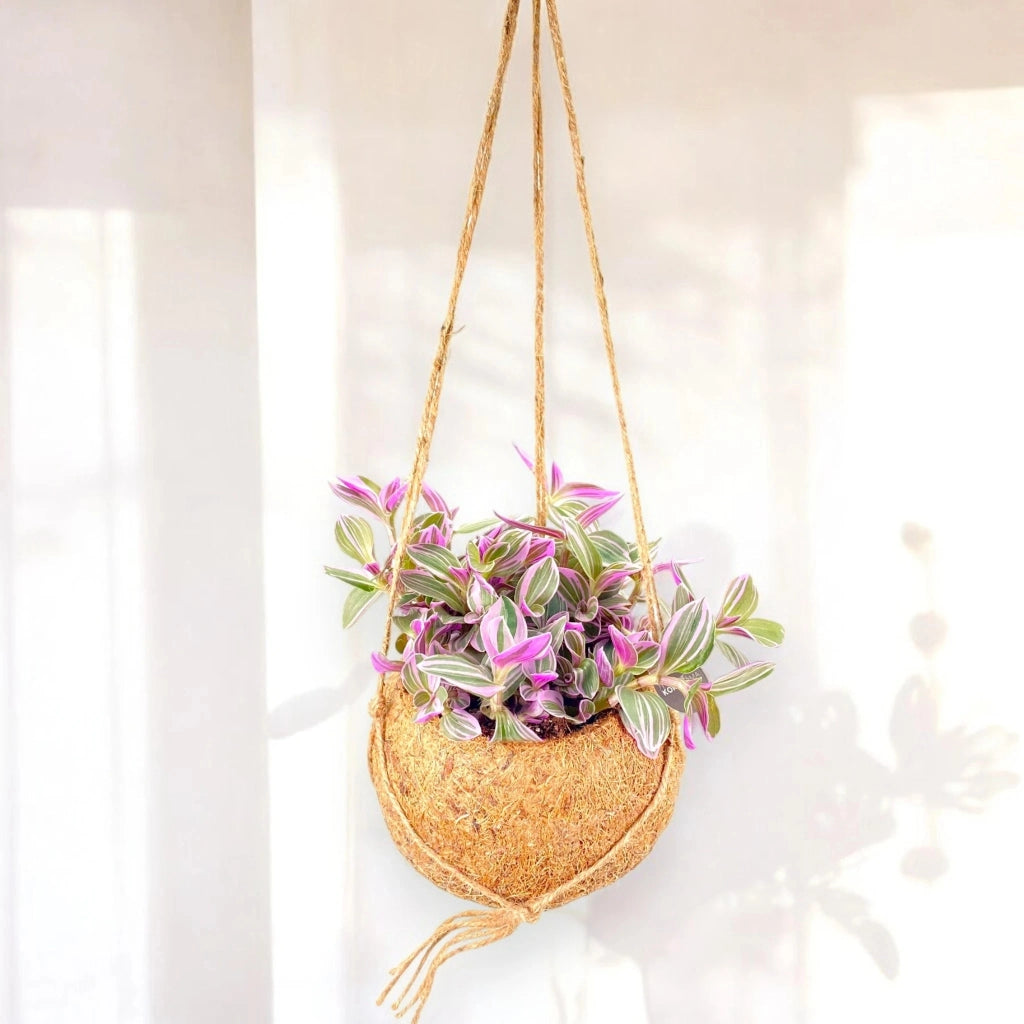 Gardenaria Tradescantia cerinthoides Sweetness kokodama - Pianta da interno ornamentale Altezza: 20 cm (vaso 15)