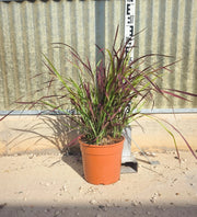 IMPERATA CYLINDRICA RED BARON (ERBA GIAPPONESE DEL SANGUE) VASO 24