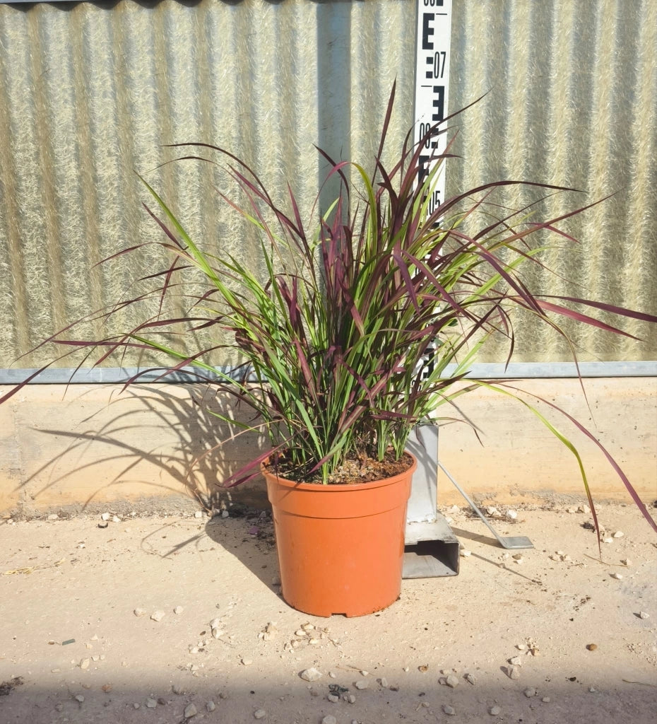 IMPERATA CYLINDRICA RED BARON (ERBA GIAPPONESE DEL SANGUE) VASO 24