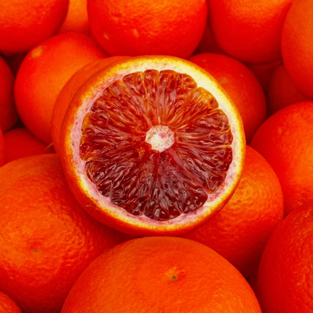 Gardenaria Arancio - Citrus sinensis 'Sanguinello' - Pianta di agrume da frutto in vaso Altezza: 70/80 cm (vaso 22)