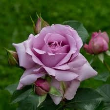Rosa Barni Love Song cespuglio rifiorente profumato ornamentale