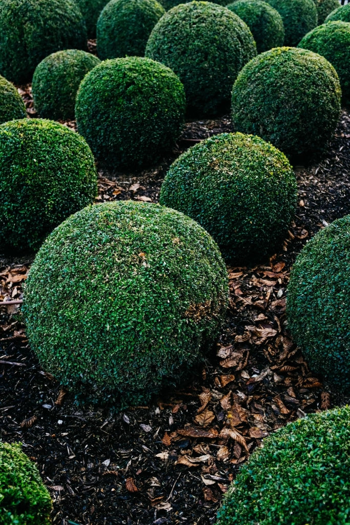 BUXUS FAULKNER (BOSSO) PALLA DIAMETRO CHIOMA 25/30 CM VASO 28