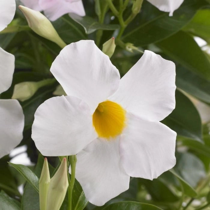 Dipladenia piramide fiore Bianco in vaso 19 cm AMDGarden