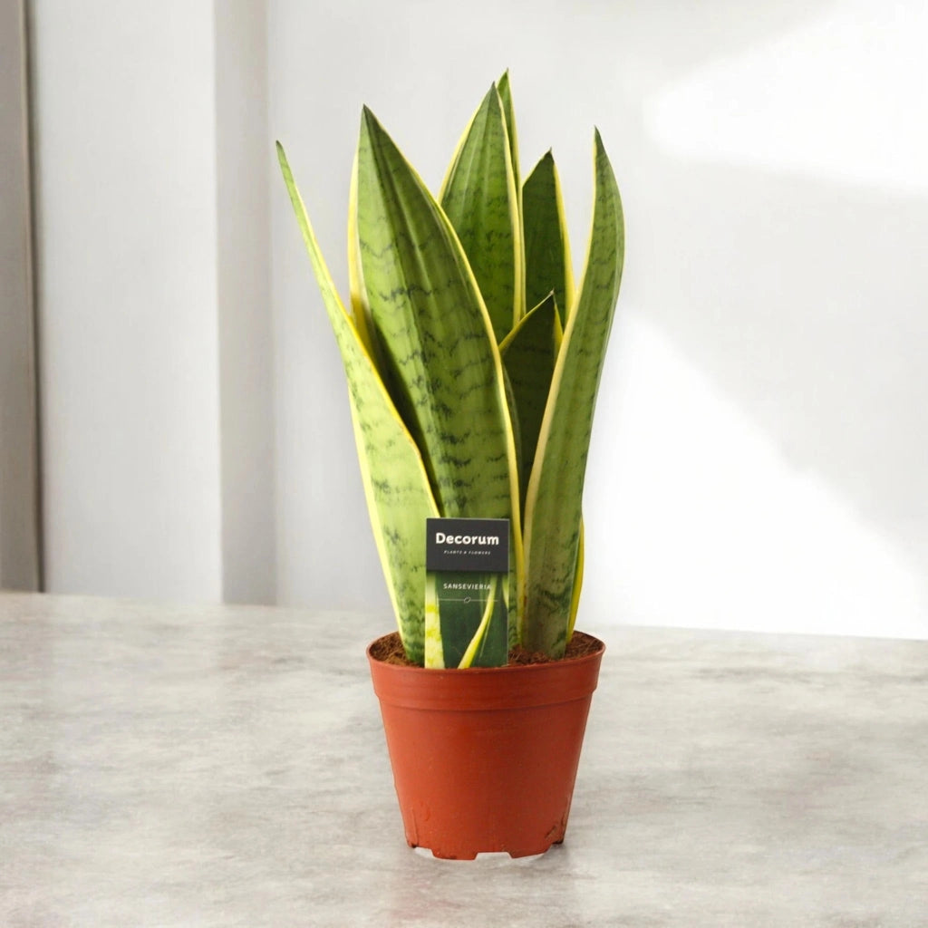 Gardenaria Sansevieria trifasciata 'White Snow' - Pianta da interno ornamentale Altezza: 30 cm (vaso 12)