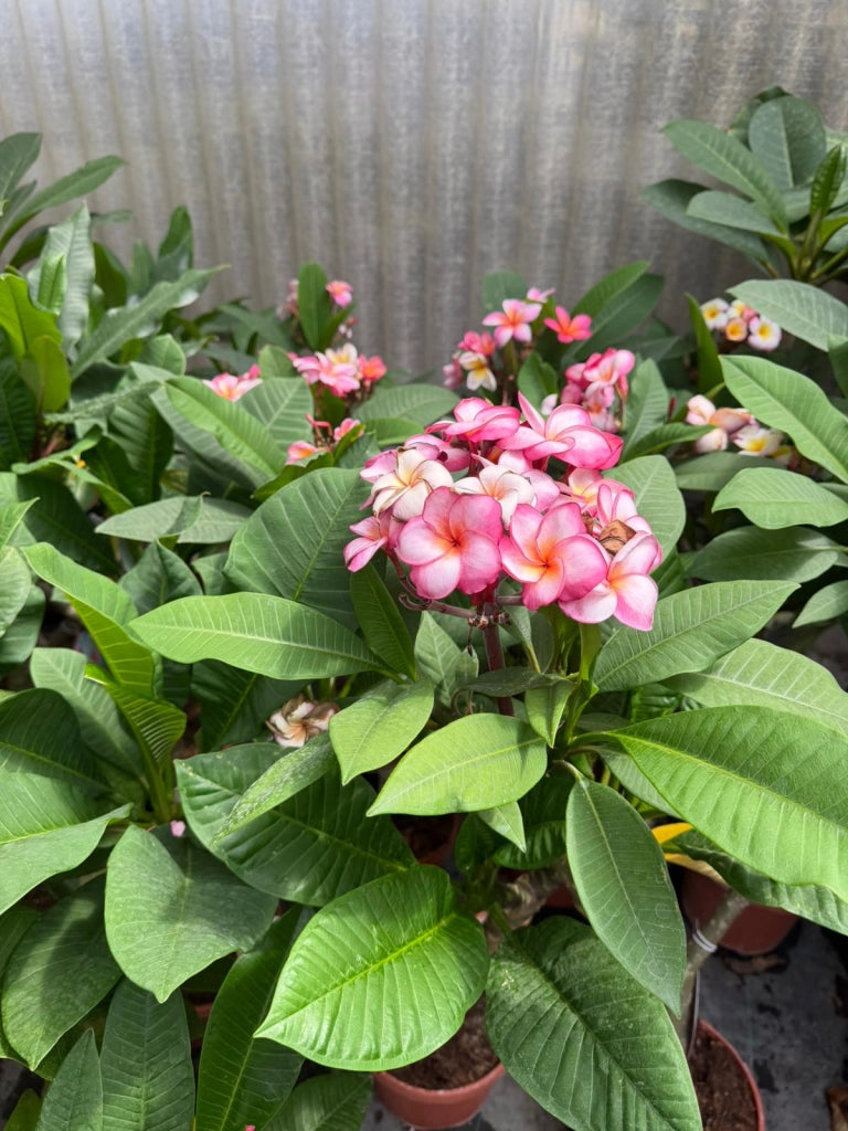 "Frangipani" Plumeria Gemini vaso 20 cm H60 – Pianta tropicale dai fiori profumati