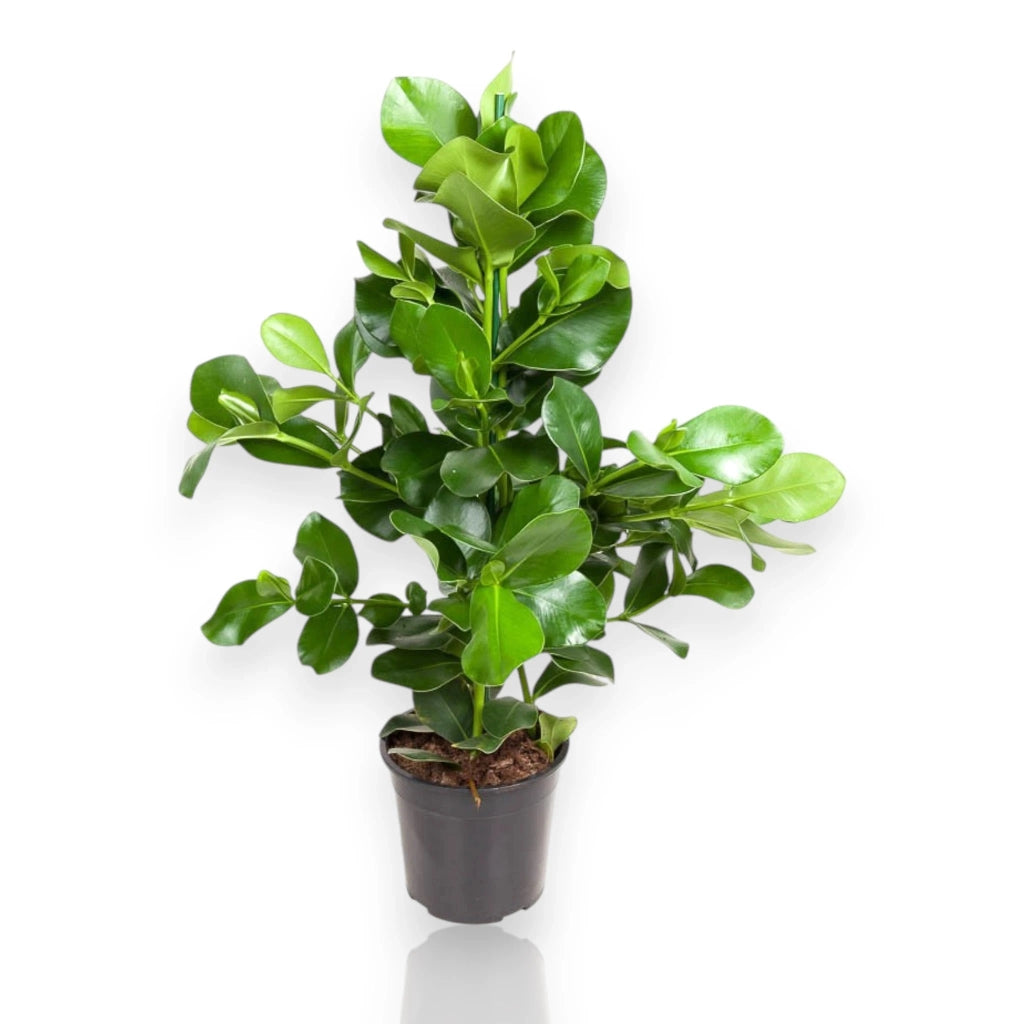 Gardenaria Clusia rosea - Pianta da interno ornamentale Altezza: 110 cm (vaso 24)