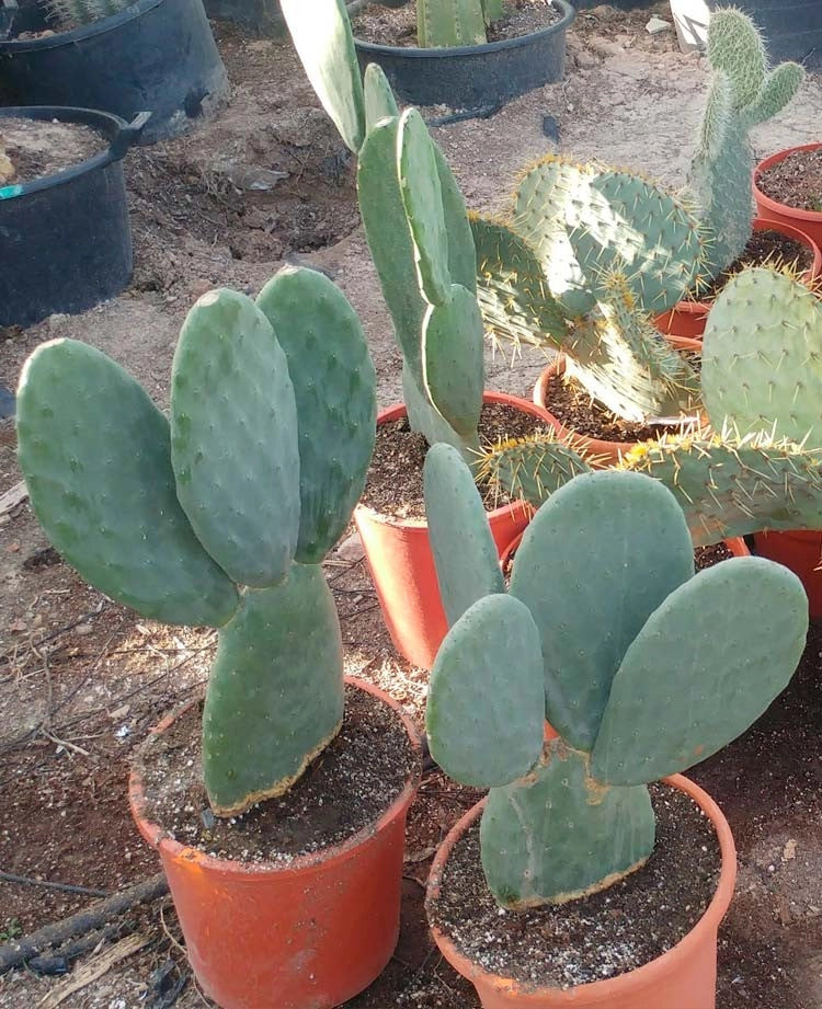 Pianta di Opuntia Titania in vaso 22 cm – Cactus ornamentale e decorativo