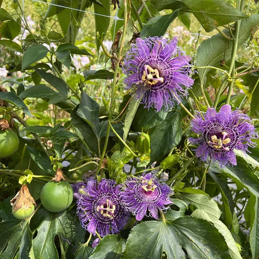 pianta PASSIFLORA COOLTROPICS (Fiore della passione)