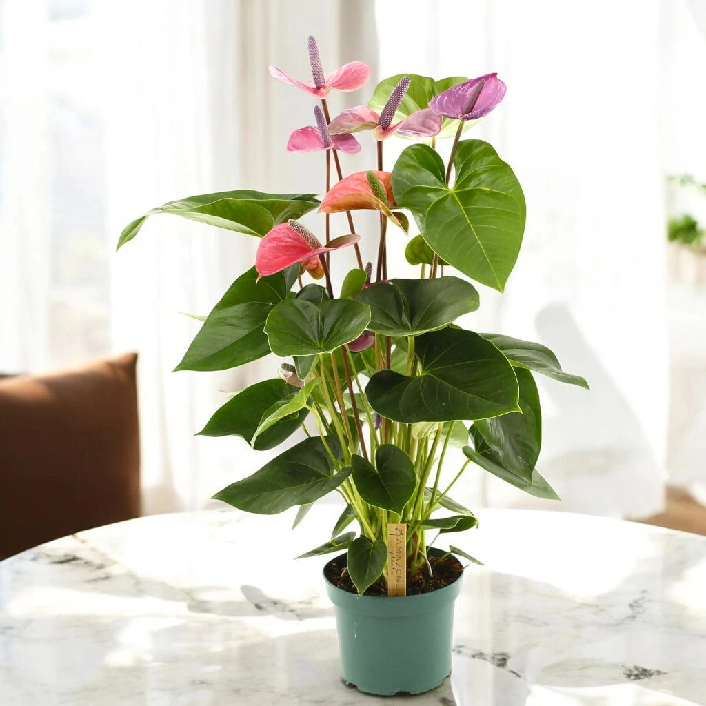 Gardenaria Anthurium andreanum 'Cavalli' - Pianta da interno ornamentale Altezza: 50 cm (vaso 14)