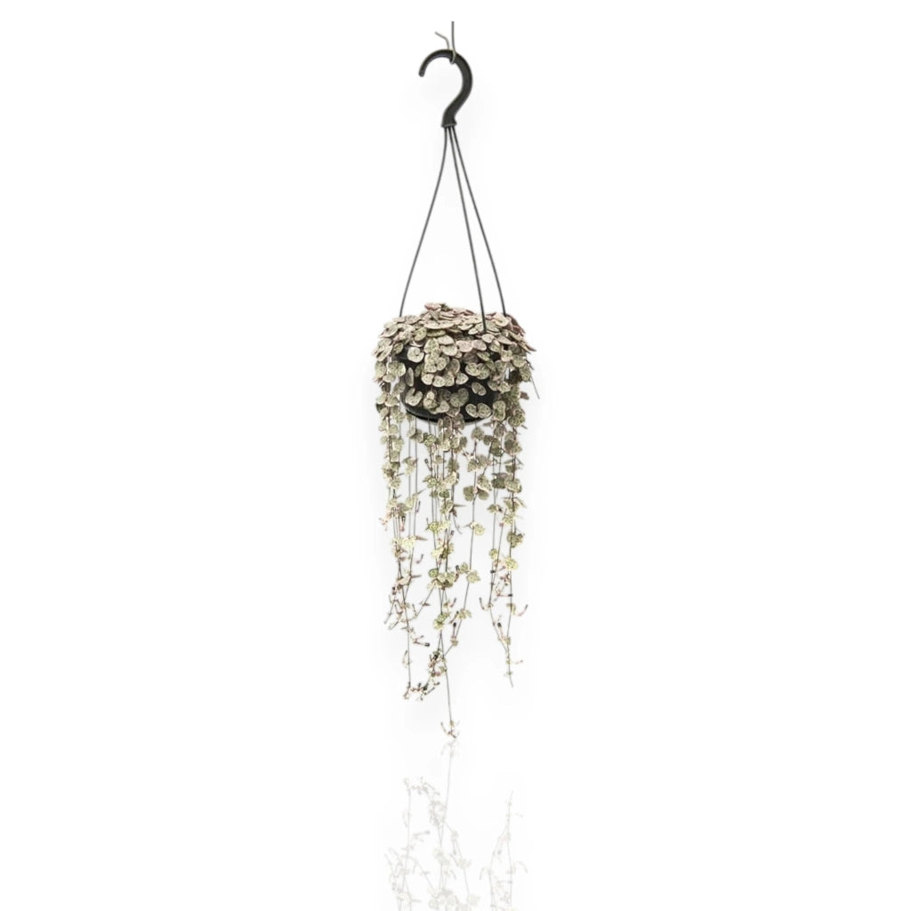 Gardenaria Ceropegia woodii - Pianta da interno ornamentale Altezza: 20 cm (vaso 8)
