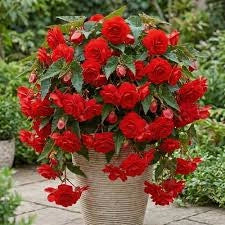 Bulbi di Begonia Rosso Scuro 5/6 – Fioritura intensa e decorativa