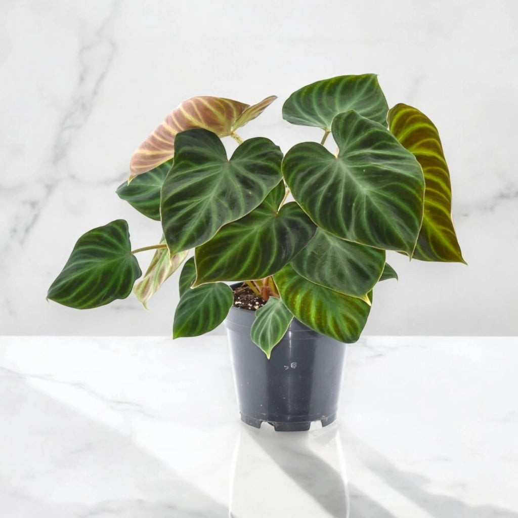 Gardenaria Philodendron verrucosum - Pianta da interno ornamentale Altezza: 45 cm (vaso 17)