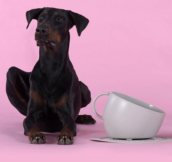 Bicchierino per Cane Grande, Design per Cani, Fatto in Italia, per Cani di Taglia Media e Grande, Antiscivolo, Protezione delle Cuciture, 100% Plastica Riciclata