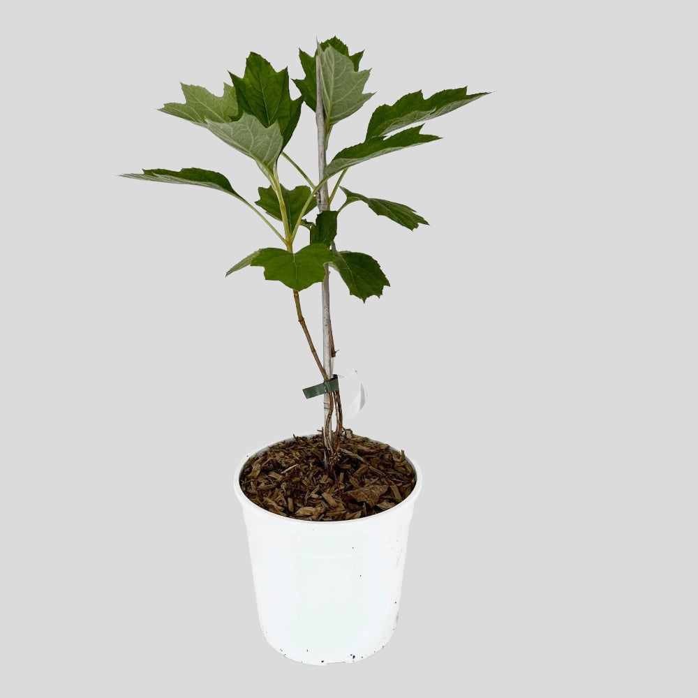 Pianta di Ortensia Pannocchia QUERCIFOLIA ALICE in vaso 18 cm AMDGarden