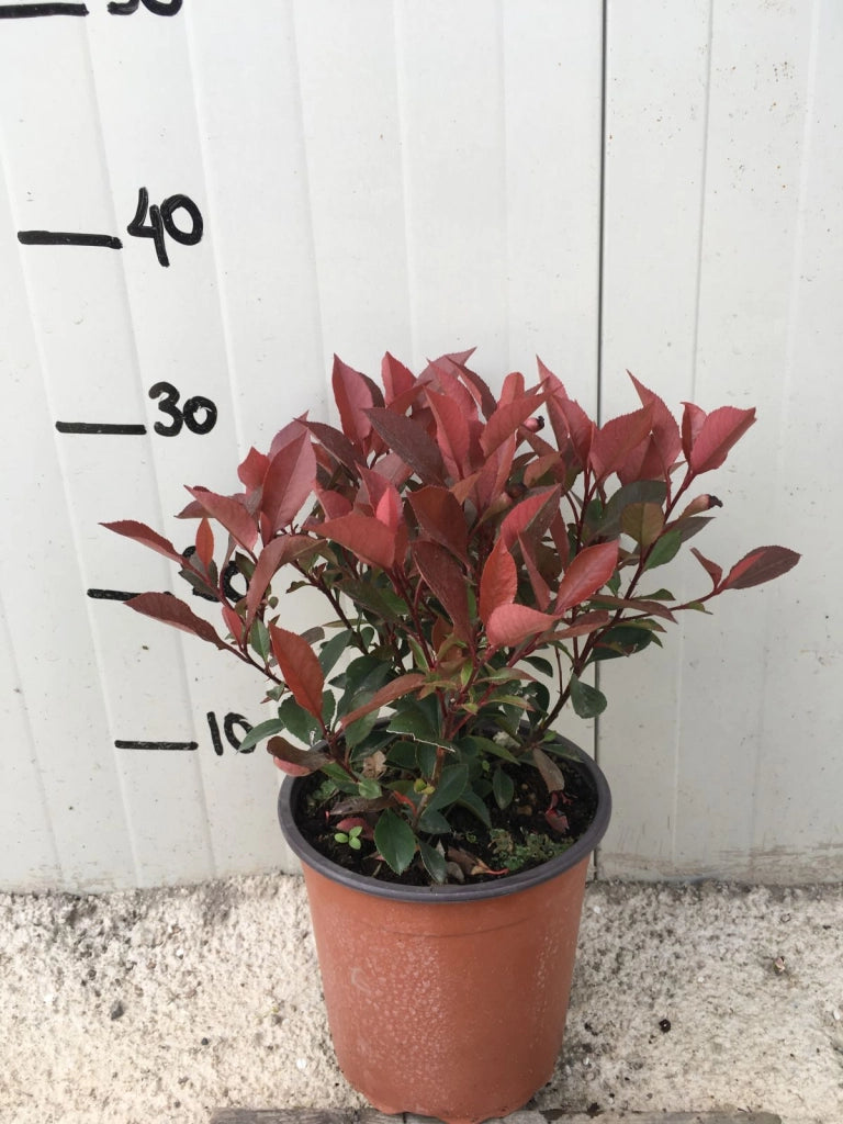 Photinia x Fraseri Little Red (Photinia Nana) vaso 18cm