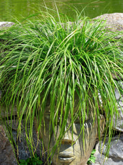 Gardenaria Carex oshimensis 'Evergreen' - Graminacea ornamentale da esterno Altezza: 50 cm (vaso 24)