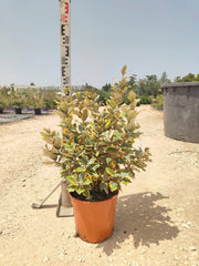 ELEAGNUS VIVELEG (OLIVAGNO) VASO 24