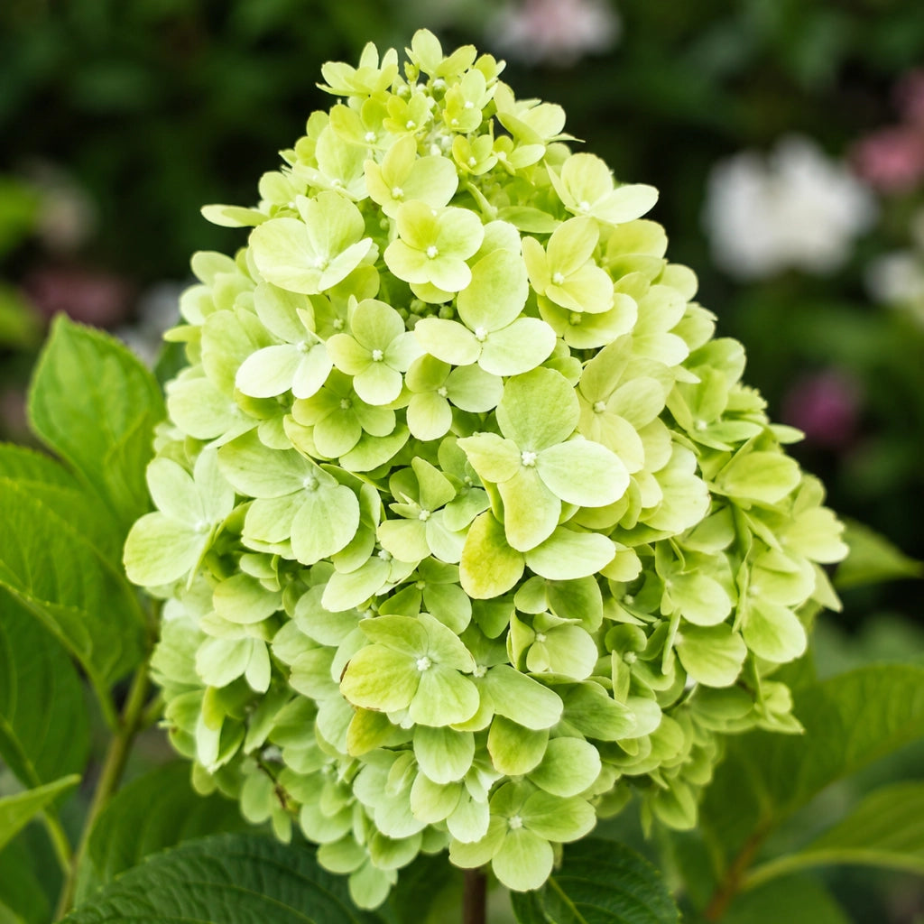 Gardenaria Ortensia - Hydrangea Paniculata 'Mojito' - Pianta acidofila ornamentale da esterno Altezza: 40/50 cm (vaso19)