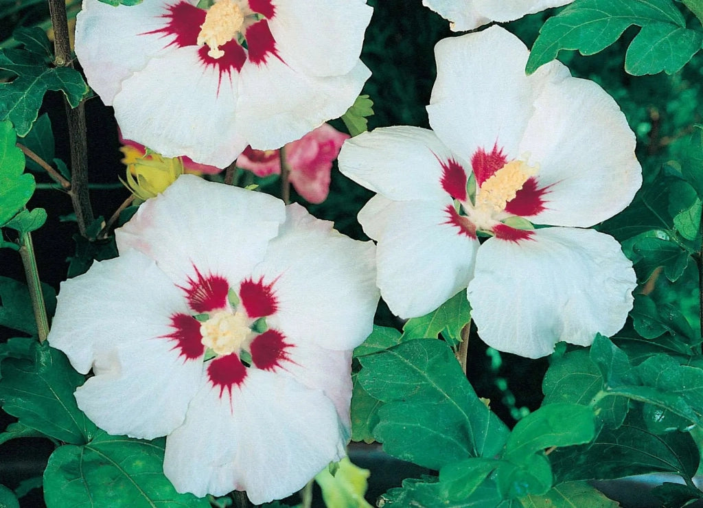 Gardenaria Ibisco - Hibiscus syriacus 'Red heart' - Arbusto ornamentale da giardino Altezza: 100/120 cm (vaso20)