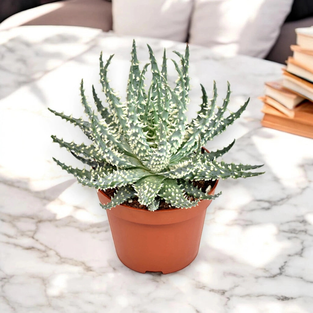 Gardenaria Aloe humilis - Pianta da interno ornamentale Altezza: 18 cm (vaso 10)